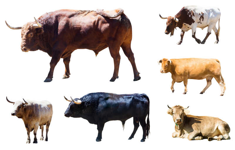 各品种的牛