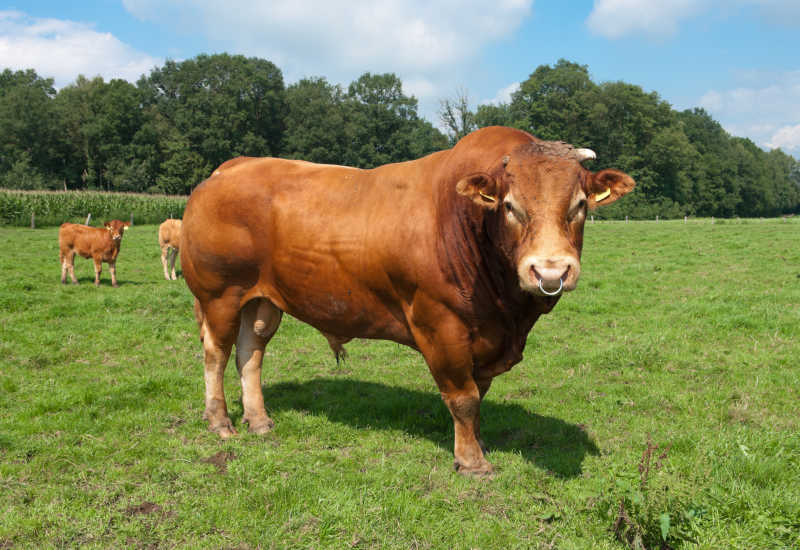 草地上棕色的牛