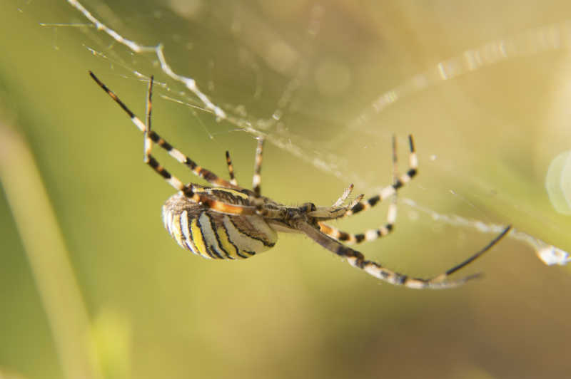 花条纹的蜘蛛在蜘蛛网上