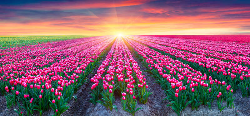 日出时盛开着粉色郁金香的田野
