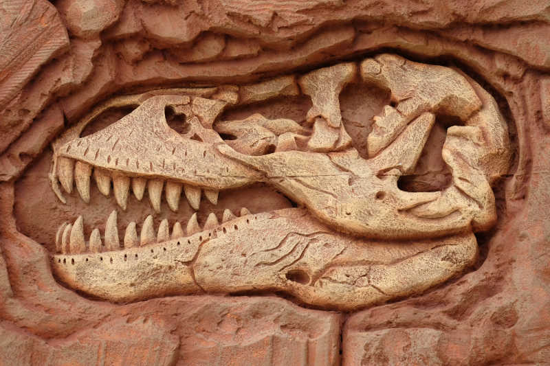 恐龙头骨化石特写