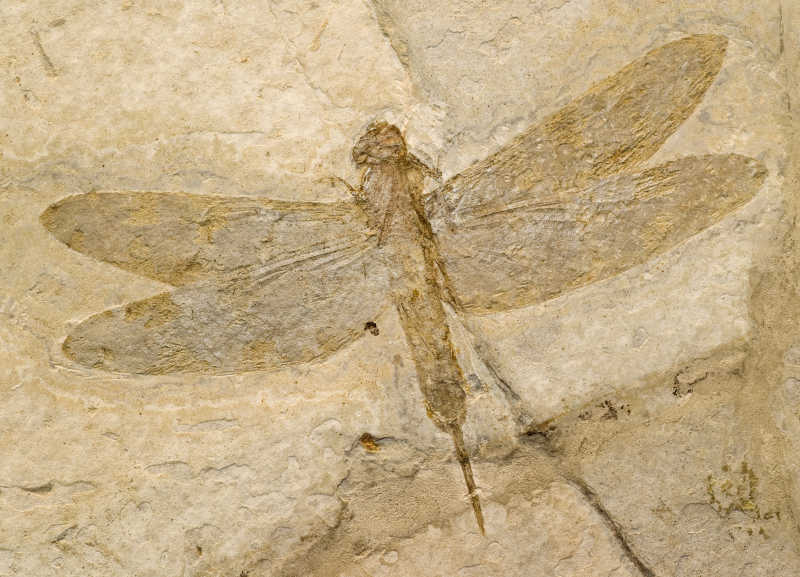 蜻蜓化石特写