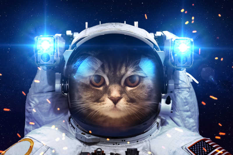 可爱的太空主题猫