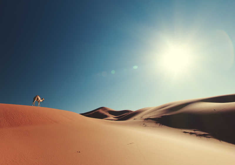 阳光下沙漠里的骆驼