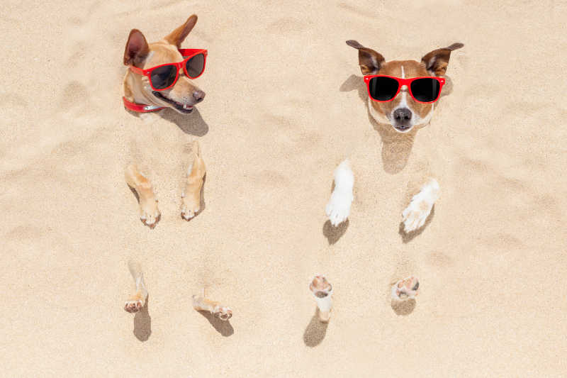 两个小狗在沙滩度假