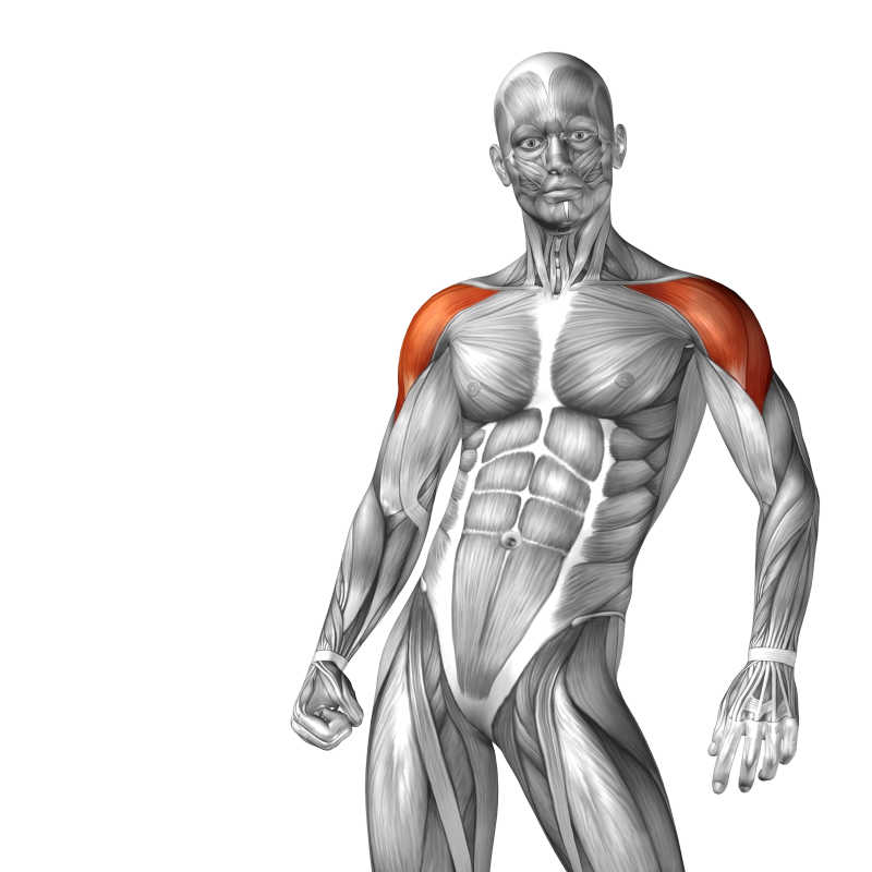 三维人体立体肌肉