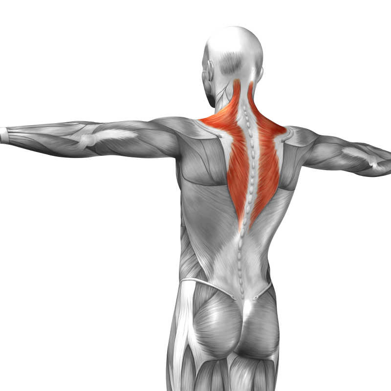 三维人体背部脊椎立体肌肉