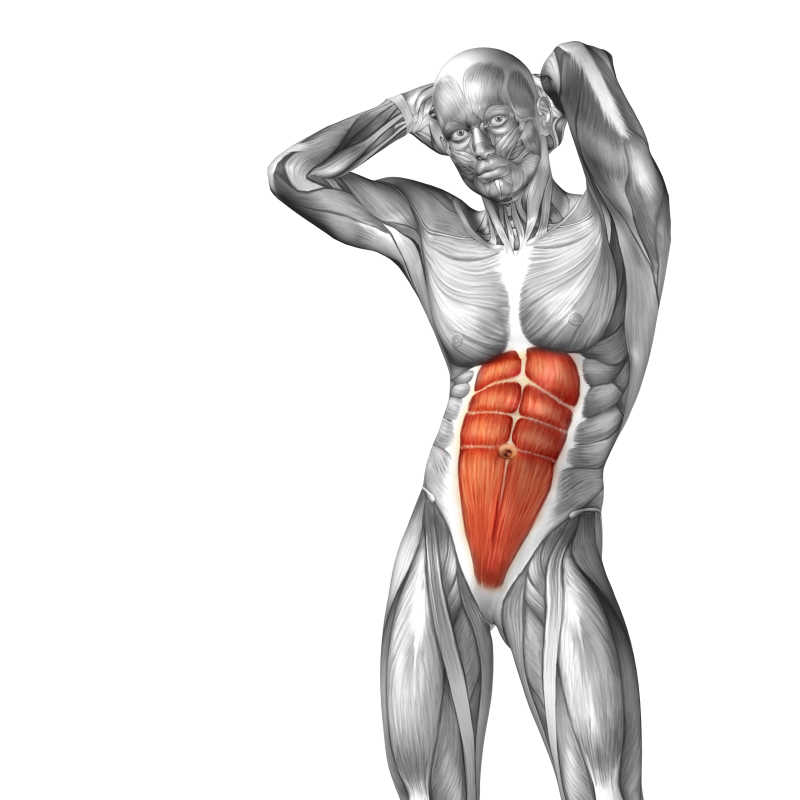 人体三维立体腹部肌肉