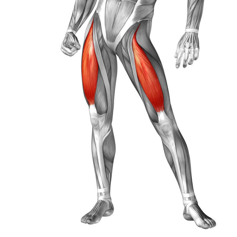 三维人体大腿正面肌肉