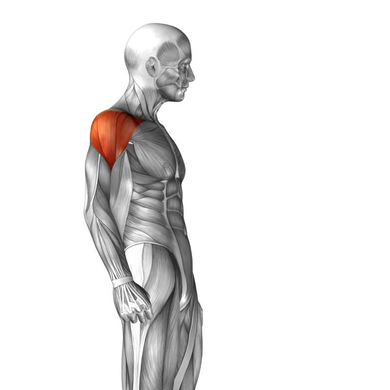 三维人体肩部侧面肌肉