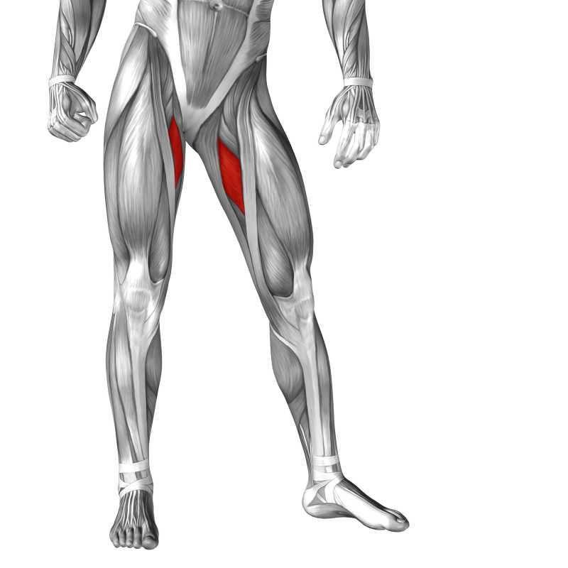 人体三维大腿内侧肌肉