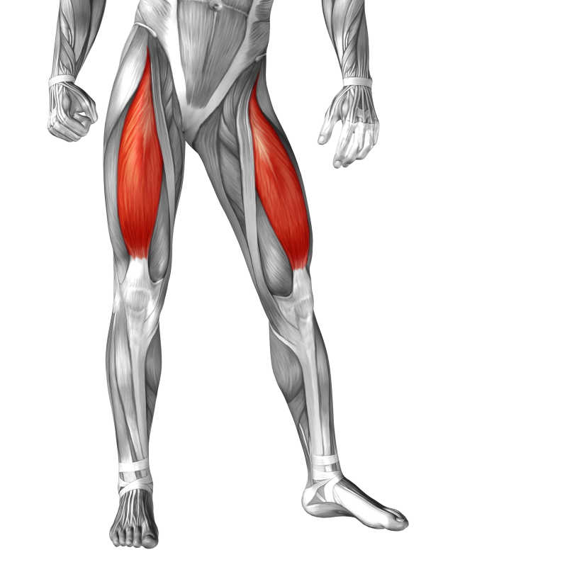 人体三维立体大腿肌肉结构