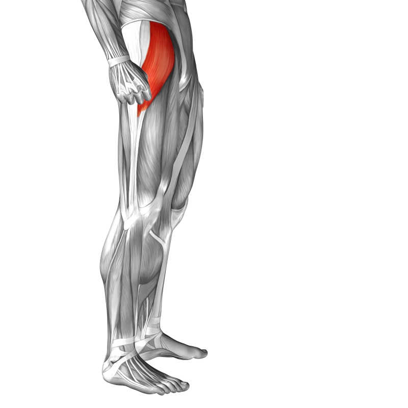 人体三维腿根立体肌肉