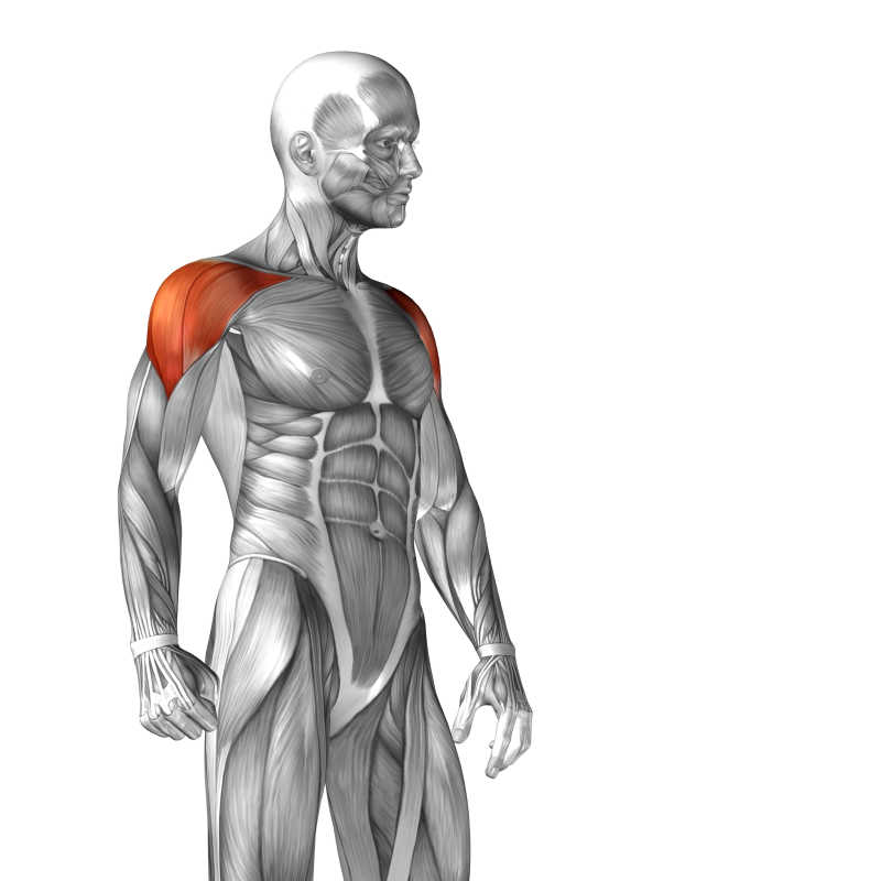 三维人体立体肩部肌肉