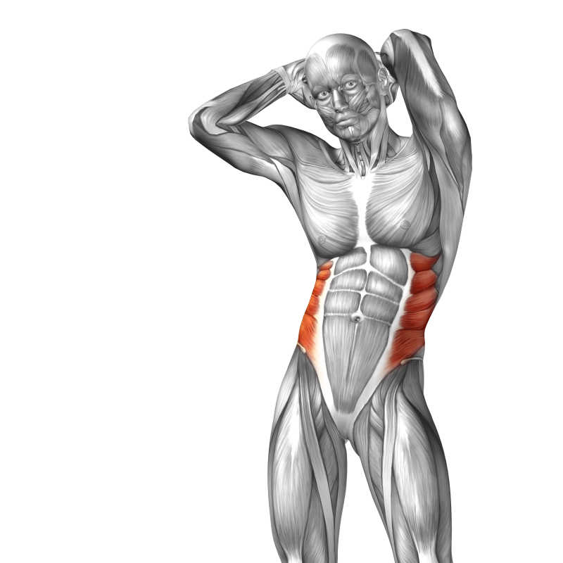 人体三维腰部侧面肌肉