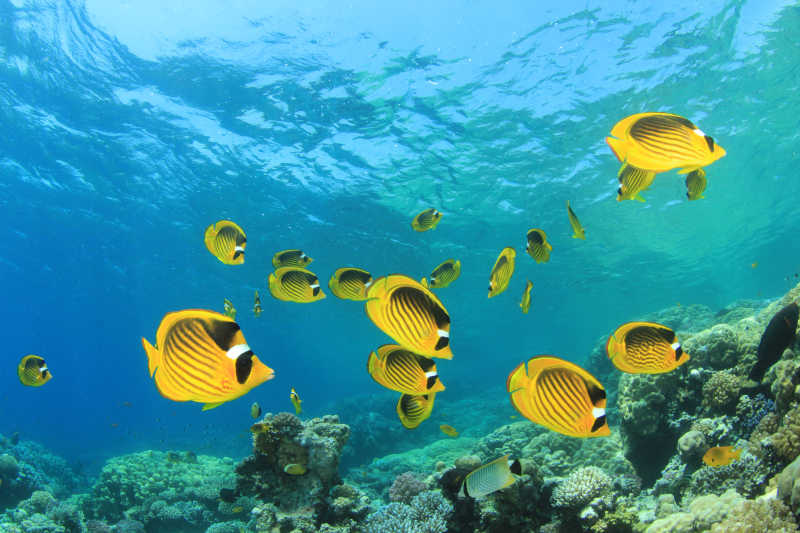 海底黄色的热带鱼