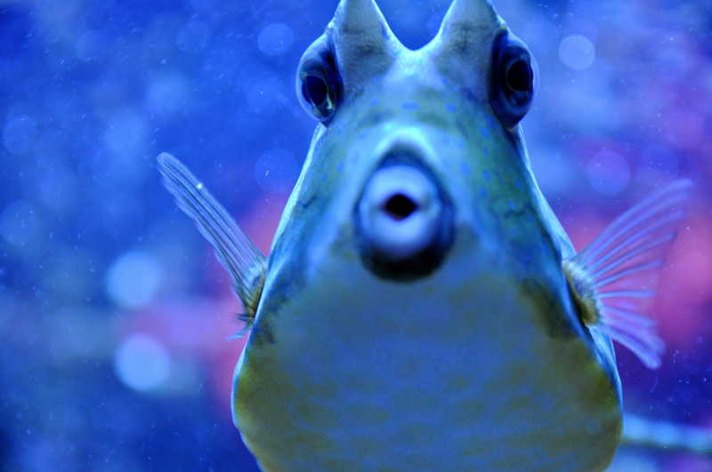 海底热带鱼