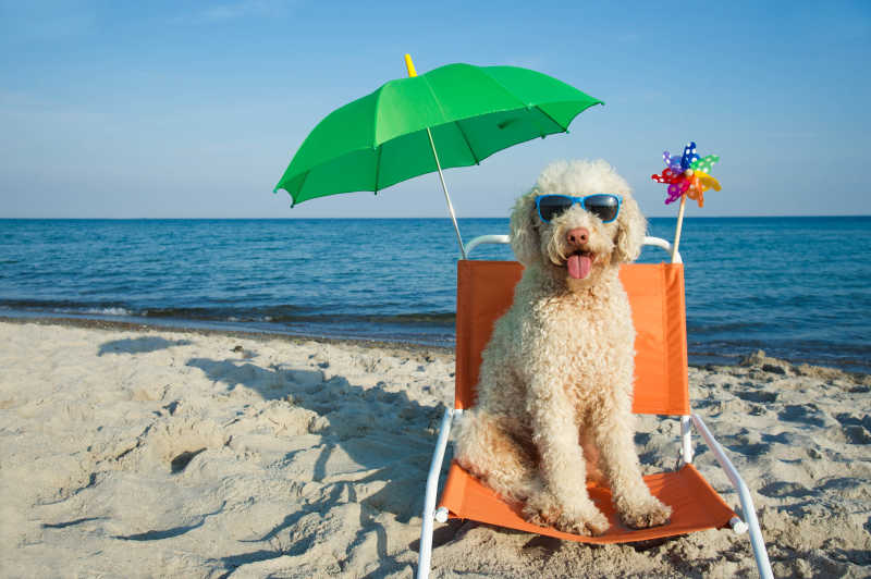 沙滩上坐在沙滩椅上的可爱狗狗