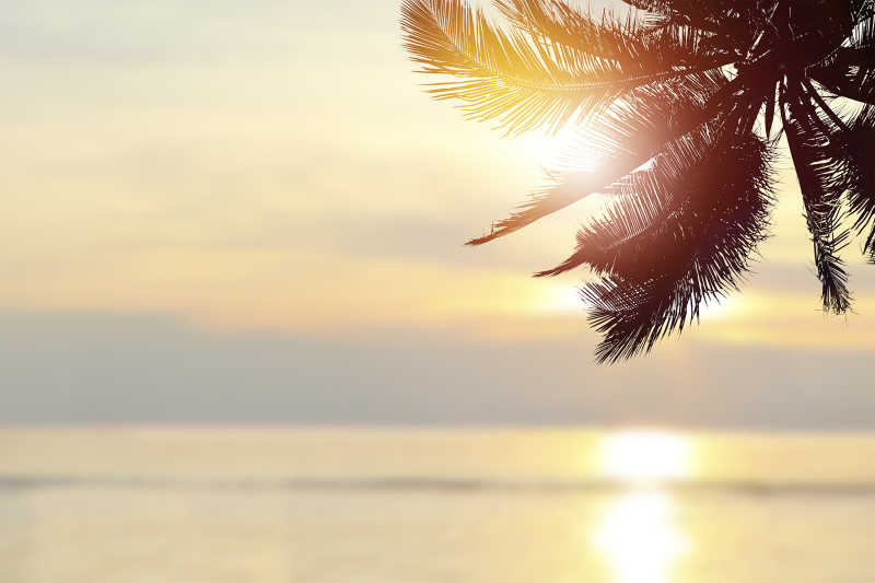 夏日日落晚霞下的椰子树