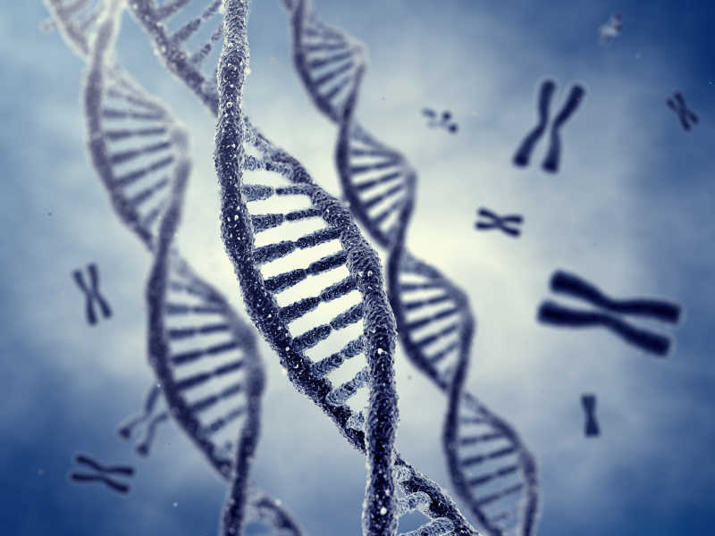 3D的DNA构造