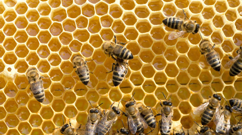 蜂巢上工作的蜜蜂