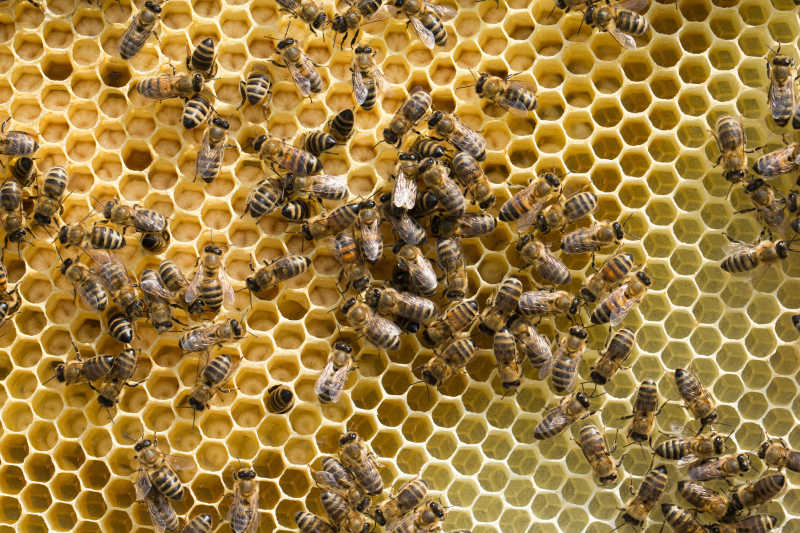 黄色蜂窝和蜜蜂