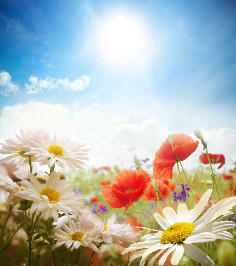 蓝天大太阳下美丽的花