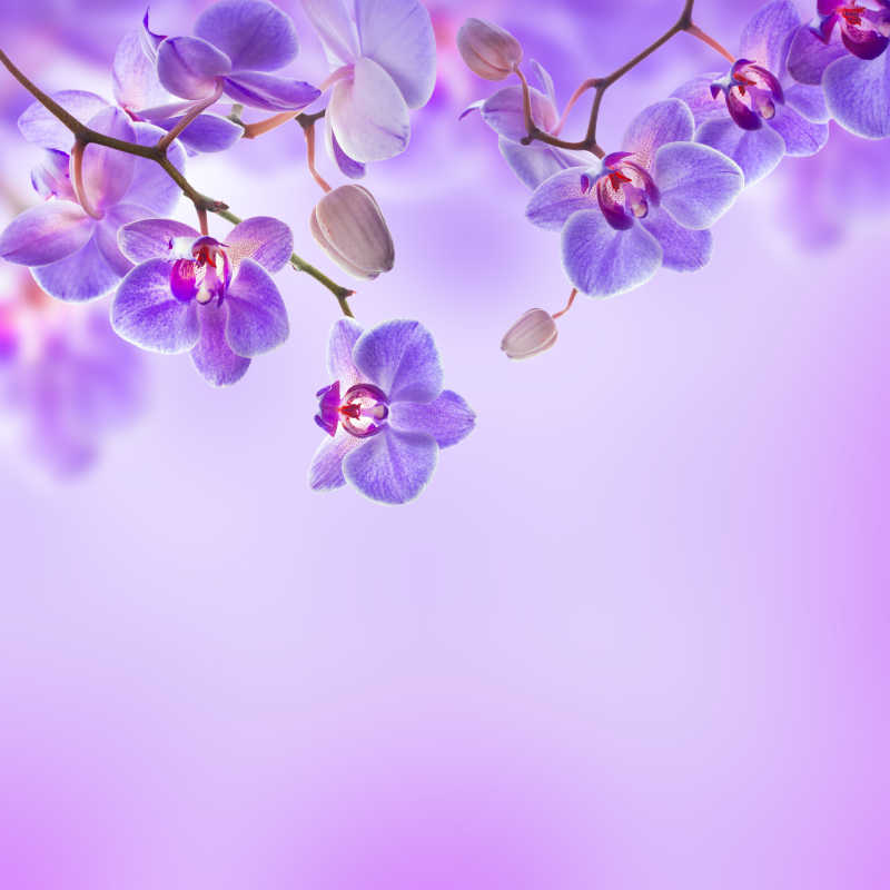 紫色背景下的兰花