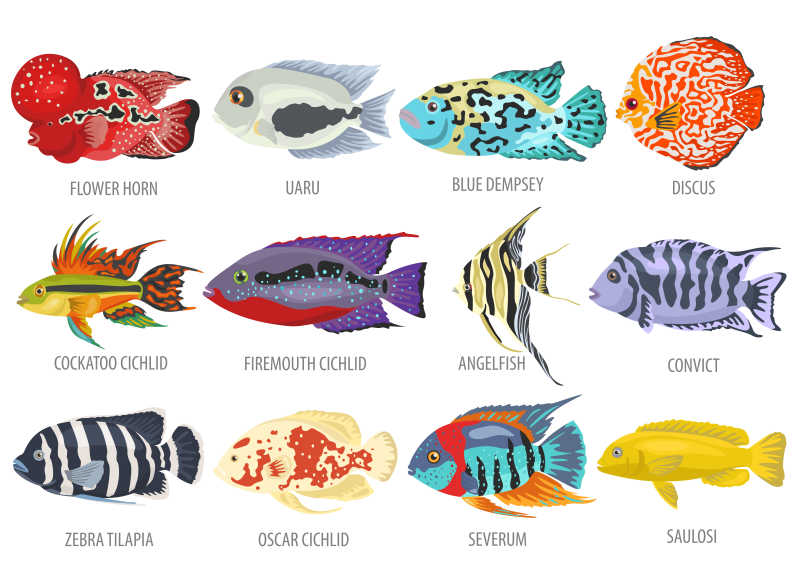 漂亮的热带鱼矢量插画