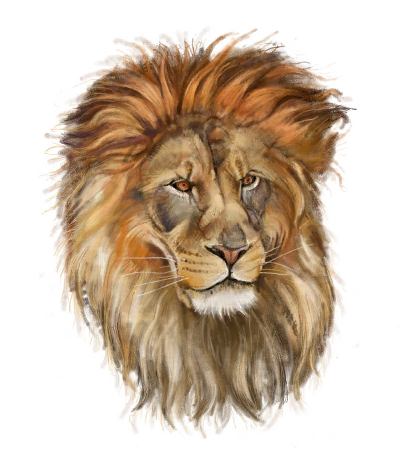 数码绘画狮子头部