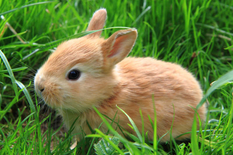 草丛中的兔子特写