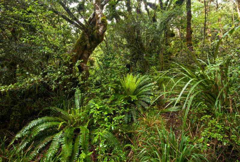 新西兰乡土森林