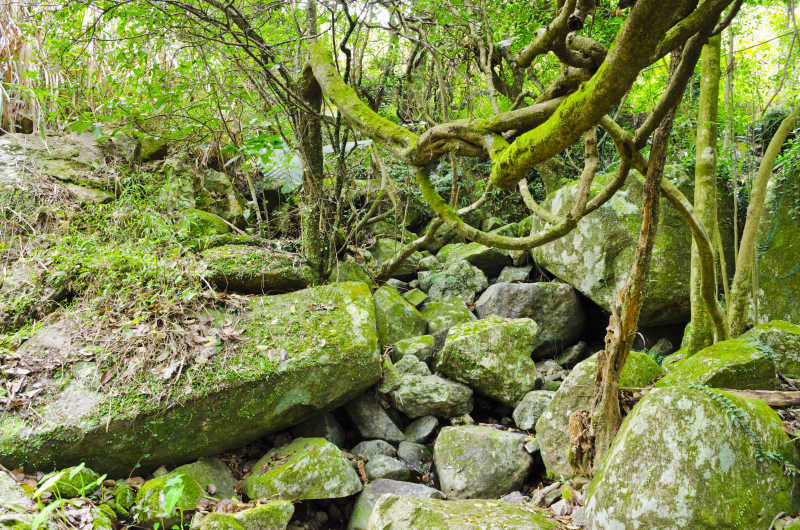 热带丛林植物和石头