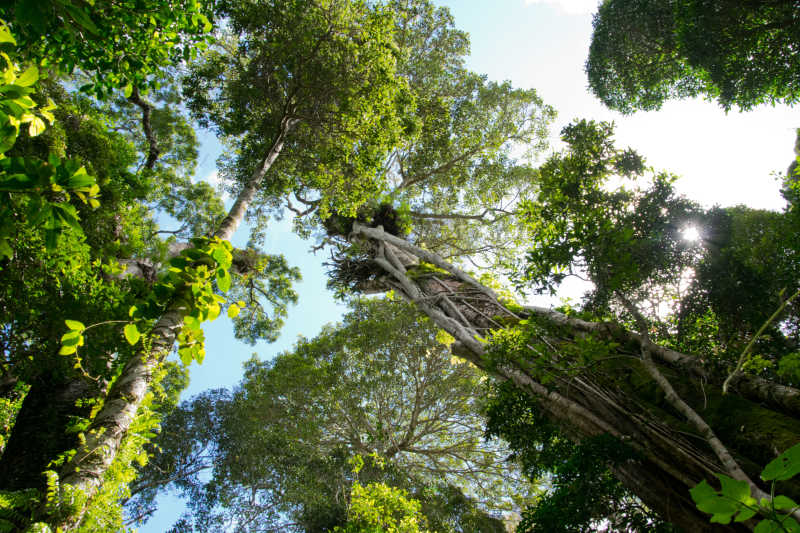 澳大利亚热带雨林