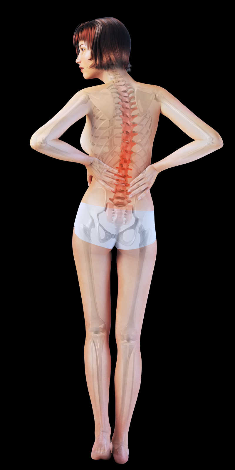 女性身体背部骨骼