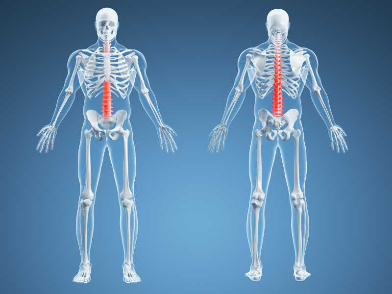 人体骨骼结构红色脊椎