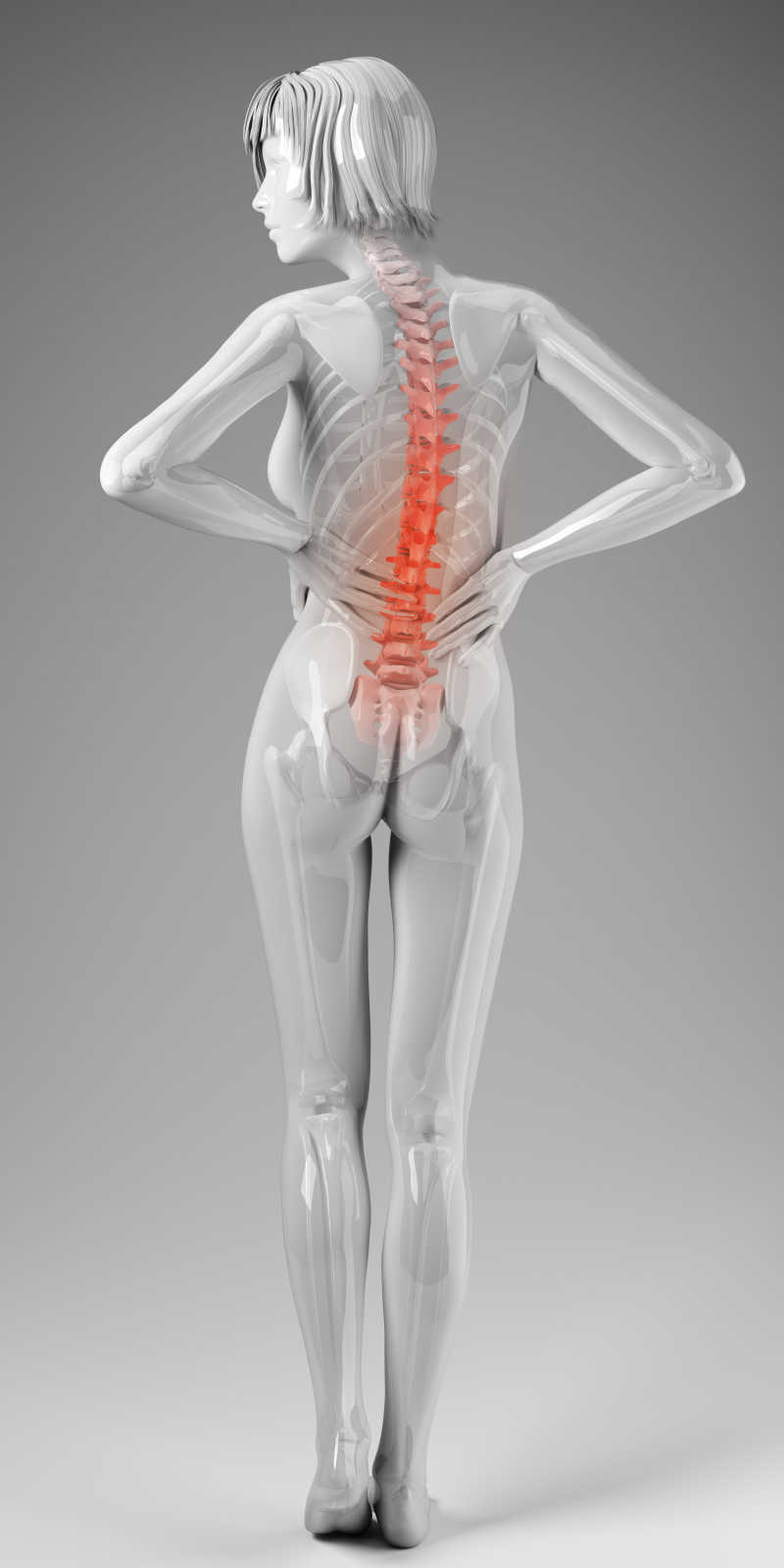 女性站立骨骼脊椎
