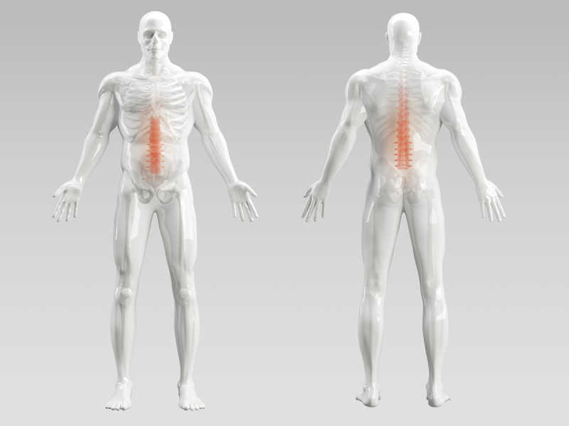 男性身体前后脊椎骨骼