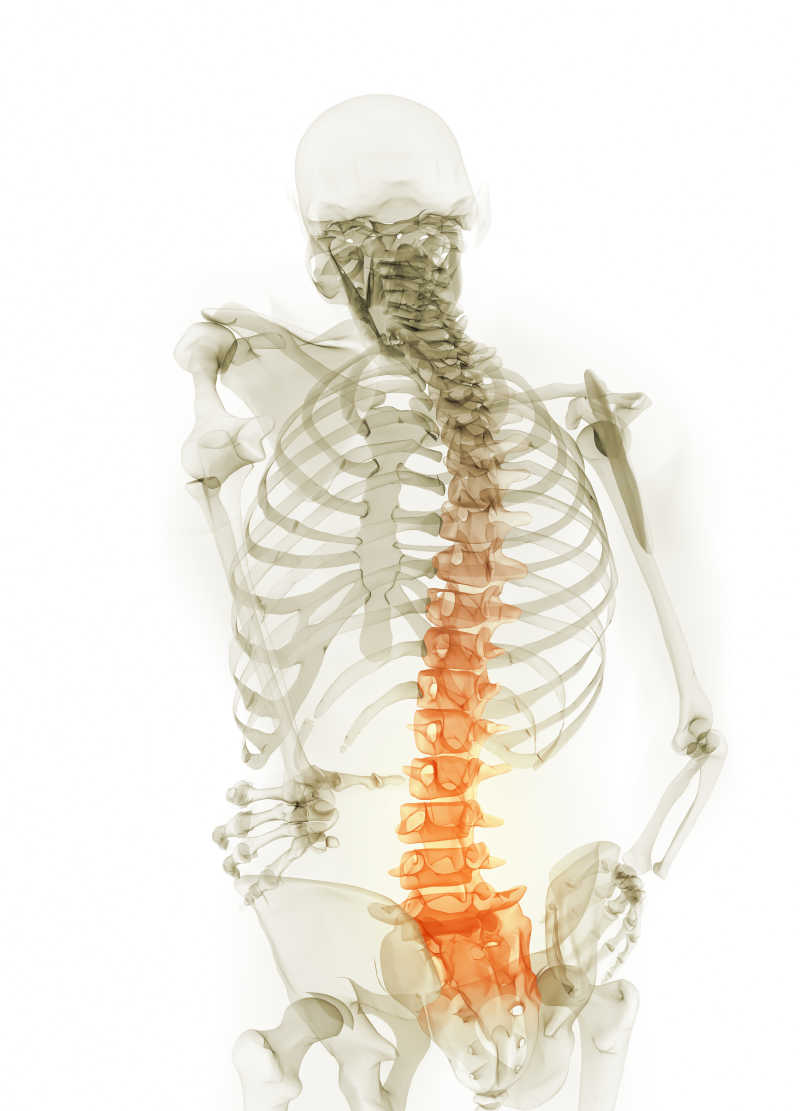 白色背景上的腰部疼痛骨骼展现