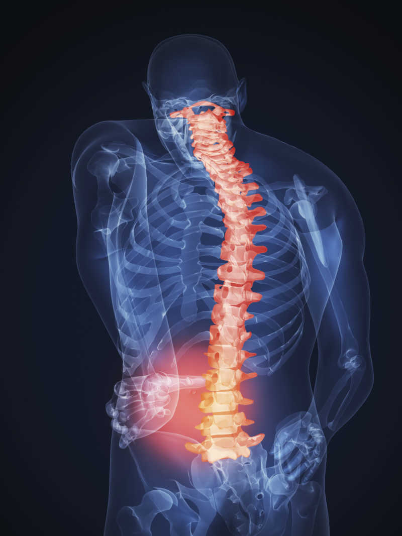人体背部脊椎骨骼疼痛