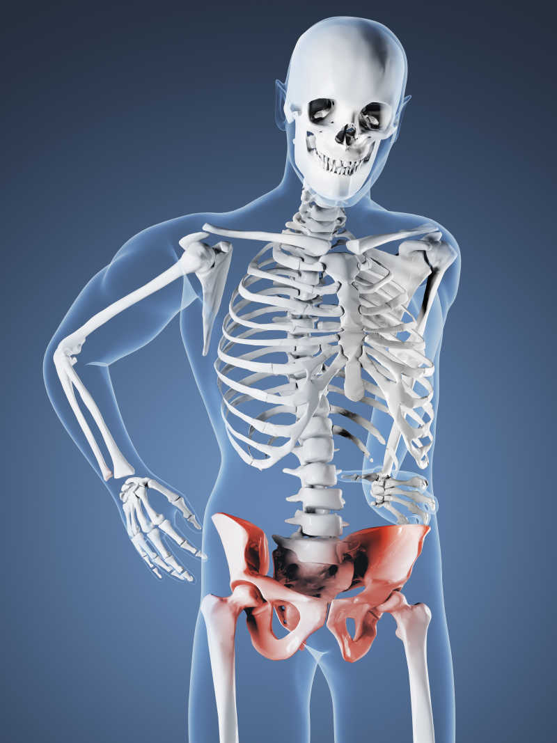 人体 骨骼胯部疼痛