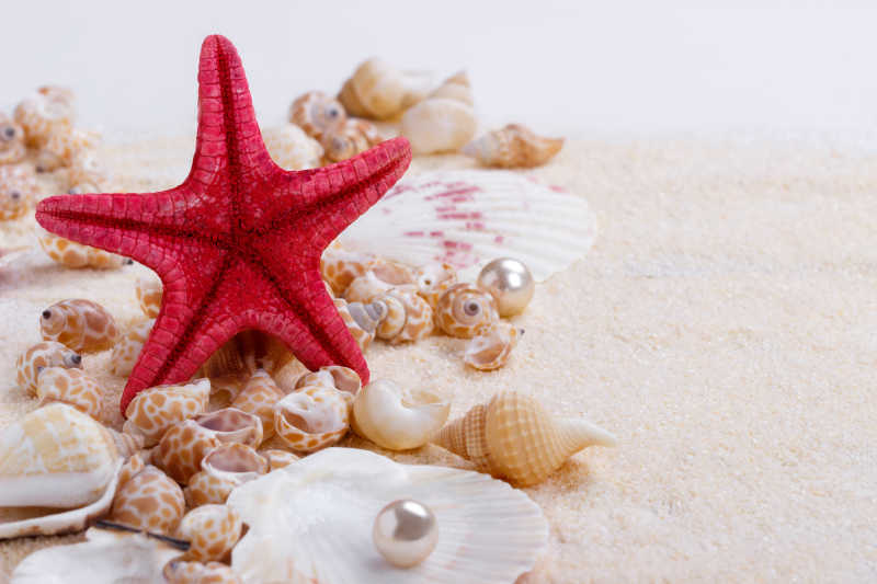 沙滩上的贝壳海螺和海星