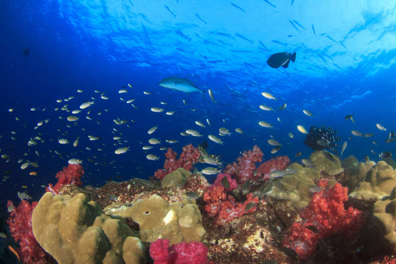 海底珊瑚礁和鱼类