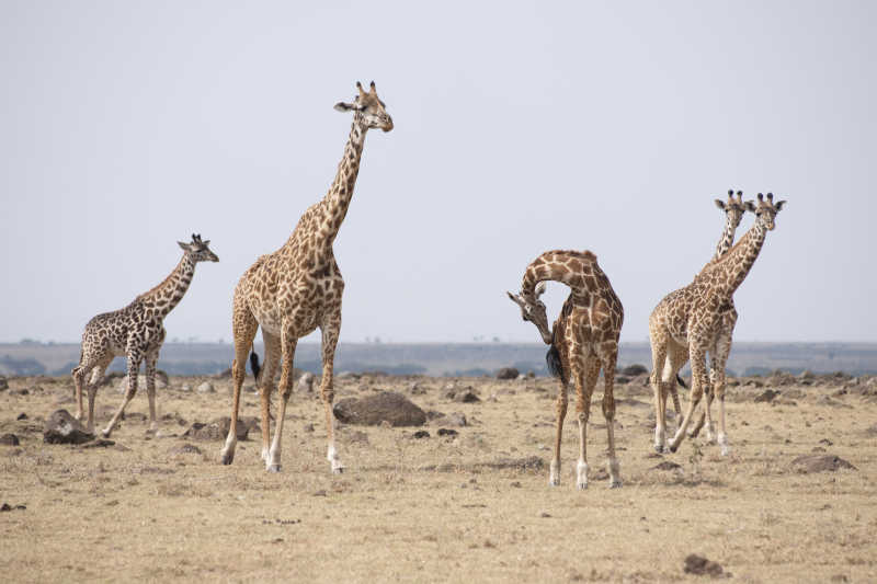 肯尼亚非洲长颈鹿