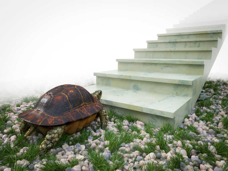 上楼梯的海龟