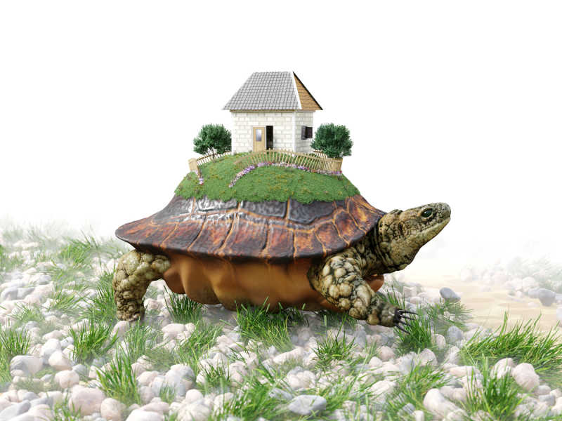 海龟背着一个小房子