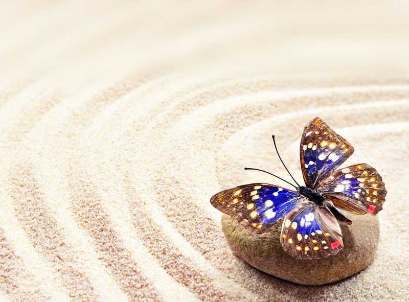 蝴蝶在沙滩上