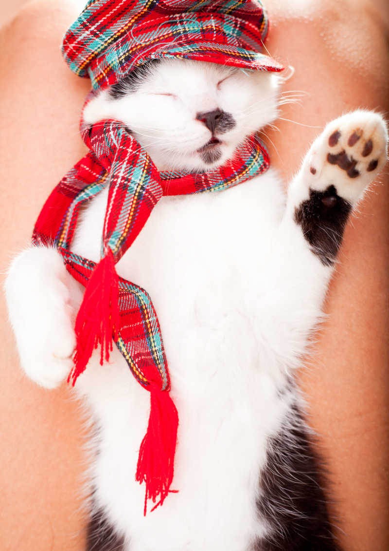 可爱的小猫戴着帽子和围巾