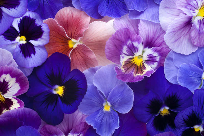 美丽的紫罗兰色的三色堇背景
