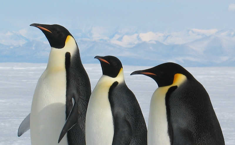 生活在南极的帝企鹅